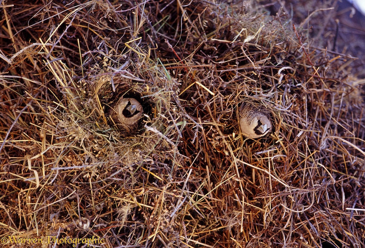 Птицы гнездящиеся на земле фото с описанием